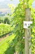 Rebstock