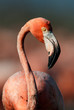Portrait of the American Flamingo.