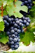 La promesse du vin La promesse du vin