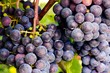 Au coeur de la vigne Au coeur de la vigne