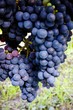 Le poids des fruits Le poids des fruits