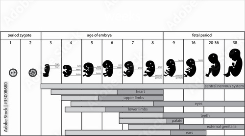 Vector: fetus stages fetus stages