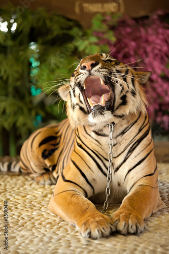 Photo: The tiger growls The tiger growls