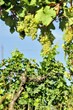 Foto: Weinrebe Weinrebe