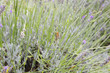 profilo di argiope fasciata