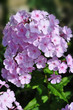 Stauden-Phlox