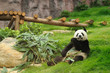 Giant panda