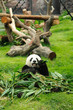 Giant panda