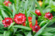 Red helichrysum  bracteatum