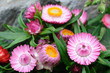 Pink helichrysum  bracteatum