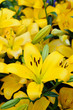Yellow lilies