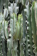 cactus wall vertical