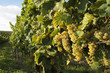 Weinanbau