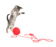 Cute tabby kitten playing with yarn