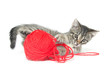 Cute tabby kitten playing with yarn