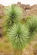 Foto: Joshua Tree Joshua Tree