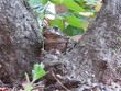 Rospo - Toad