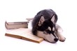 liegender Hund Husky und Bücher
