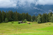 Alpine Meadow near Conn, CH Alpine Meadow near Conn, CH