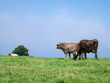 Grazing Cow plus Wistful Cow watching Departing Cow Grazing Cow plus Wistful Cow watching Departing Cow