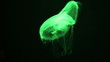 Gently moving jelly fish in glowing green coloration