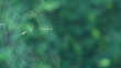 Spider weaving a web time lapse