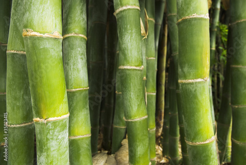 Photo: Growing green bamboo Growing green bamboo