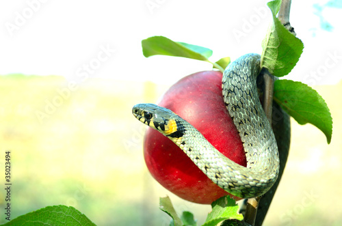 Photo: serpent tempter serpent tempter