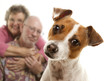 Portait of an Adorable Jack Russell Terrier