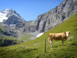 Swiss Cow in the Alps