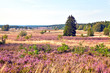 in der Heide, HDR