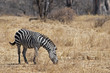 eating zebra