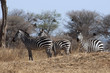 striped trio