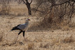secretary bird on the run
