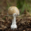 Amanita pantherina, Amanite panthere