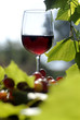 red wine glass on a wooden table with grapes leaves