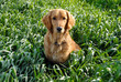 Dog in grass