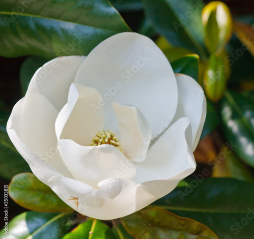 Photo: Budding White Magnolia Bloom in Tree Budding White Magnolia Bloom in Tree