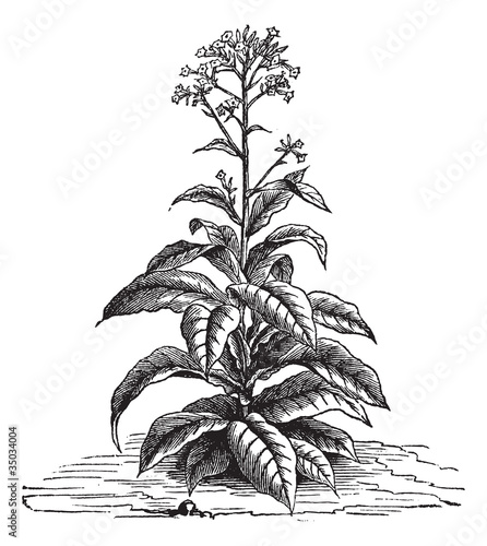 Vector: Tobacco (Nicotiana tabacum), vintage engraving. Tobacco (Nicotiana tabacum), vintage engraving.