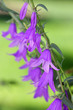 Close up shot of purple bell flowers Close up shot of purple bell flowers