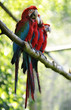 Macaw birds