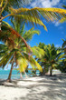 Tropical beach with palms