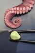 Photo: Close up of octopus and wasabi Close up of octopus and wasabi