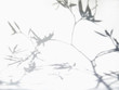 Shadow of olive branches and leaves