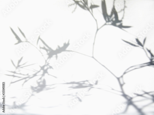 Photo: Shadow of olive branches and leaves Shadow of olive branches and leaves