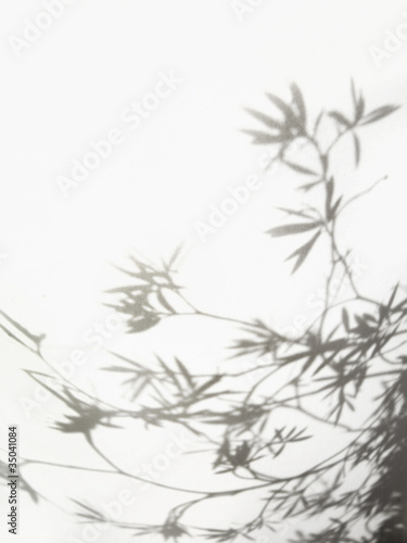 Photo: Shadow of olive branches and leaves Shadow of olive branches and leaves
