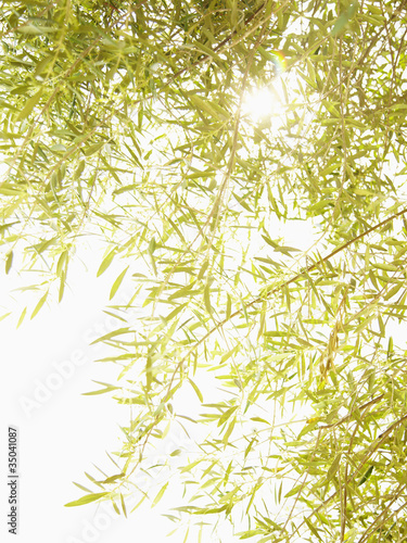 Foto: Green olive branches and leaves Green olive branches and leaves