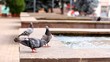 pigeons love story