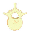 Hueso vertebra