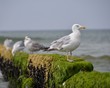 Möwe trotzt den Wellen
